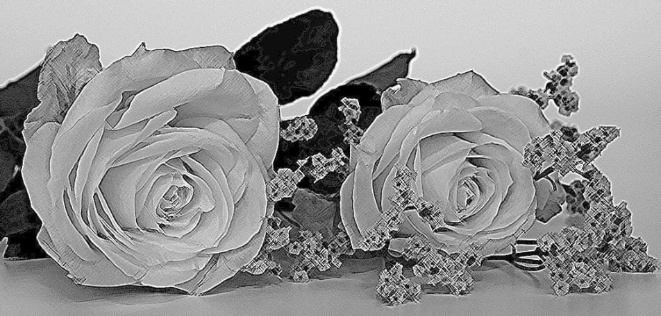 Schwarzweiße Grafik zeigt zwei liegende Rosenblüten die den Einsatz von umweltfreundlichen Putzmitteln beim HaushaltsService Straka-Jacobs symbolisieren.